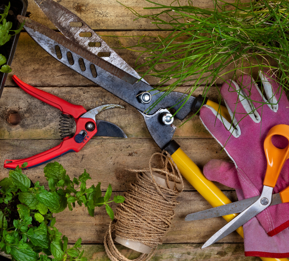Contract-based plantation services for societies and green belts in Pakistan