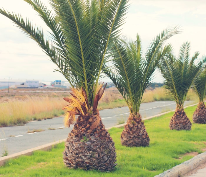 Green belt plantation along urban road with native trees by Naturevalley Pakistan