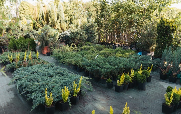 Naturevalley plant nursery on Canal Road Chung Lahore with diverse plant collection