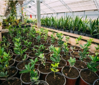 Plant nursery indoor plants and ornamental varieties available at Naturevalley Lahore