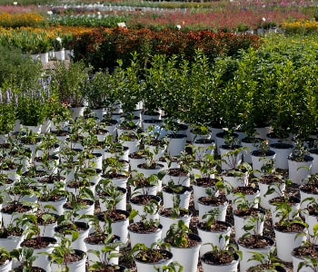 Plant nursery outdoor trees and shrubs grown by Naturevalley horticulturists in Pakistan