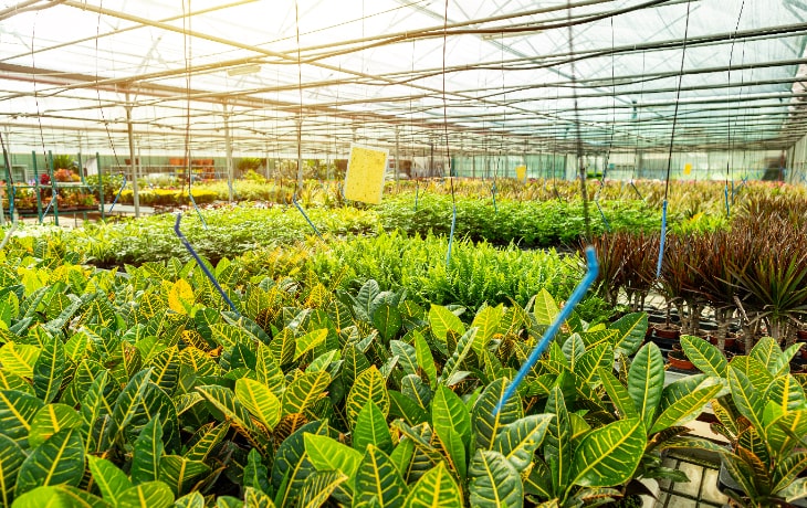 Naturevalley plant nursery warehouse and gardening supplies on Canal Road Chung Lahore