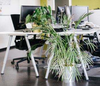 Office landscaping with air-purifying plants for corporate workspace by Nature Valley